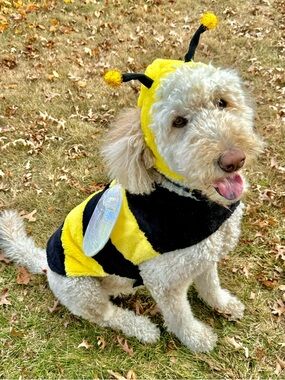 Frisco Bumble Bee Dog costume